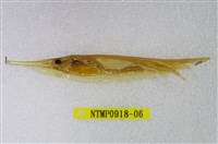 藏品(條紋鰕魚)的圖片